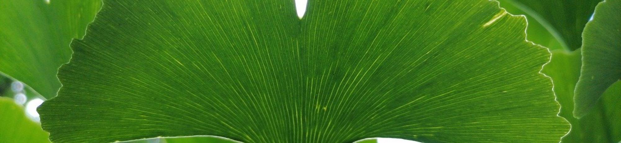 A green ginko leaf is centered upright among other ginko leaves