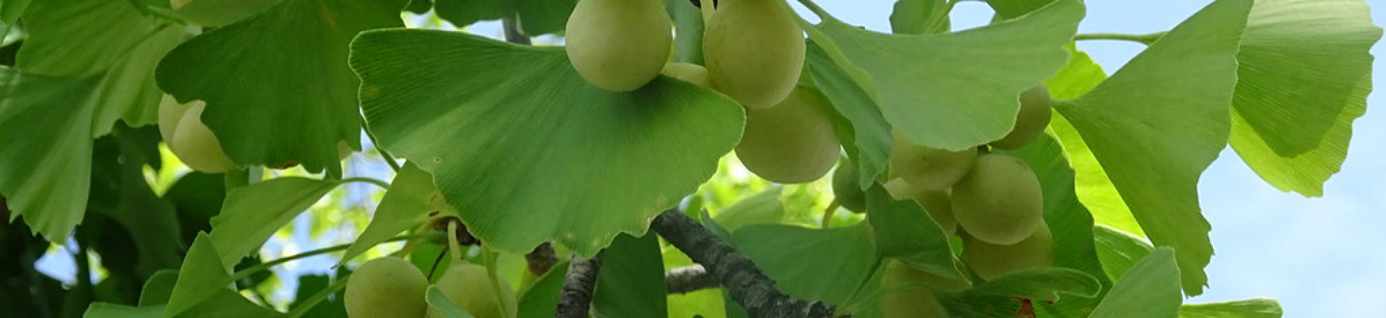 green ginko fruit and leaves against a blue sky