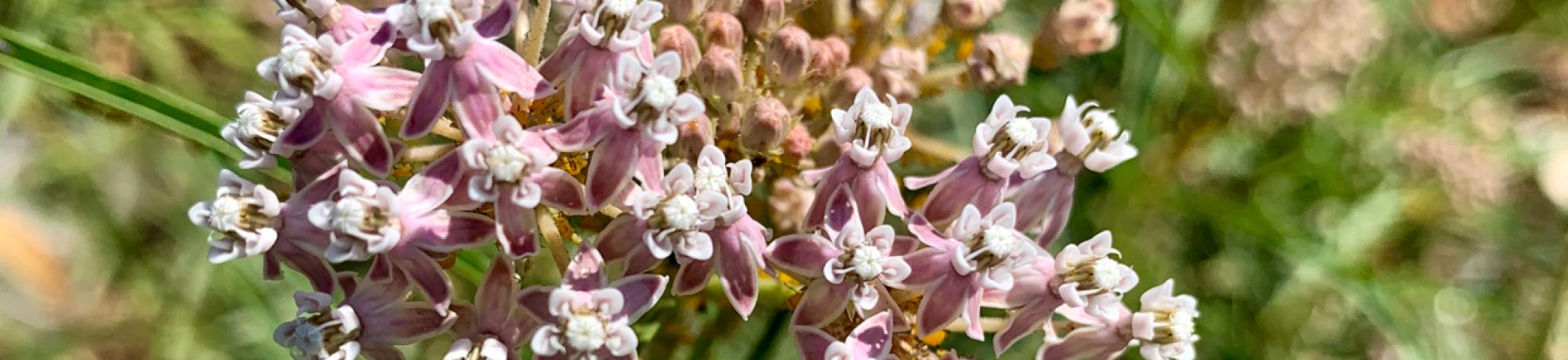 narrow leaf milkweed inflorescence