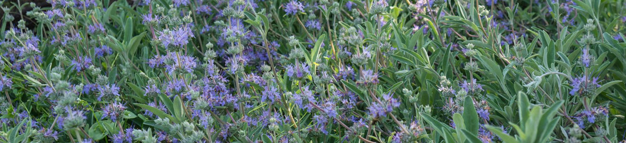 Bee's Bliss Sage